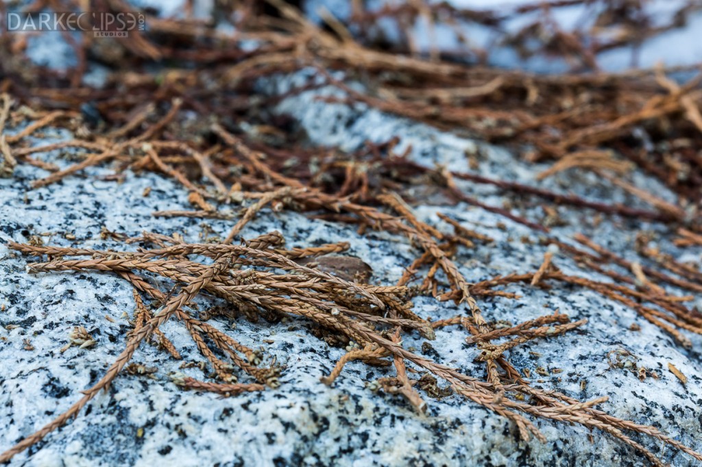 KINGS CANYON NATIONAL PARK-7774