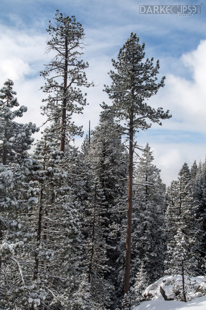 SEQUOIA NATIONAL PARK MORNING SNOW-7890