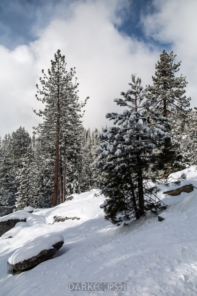 SEQUOIA NATIONAL PARK MORNING SNOW-7891