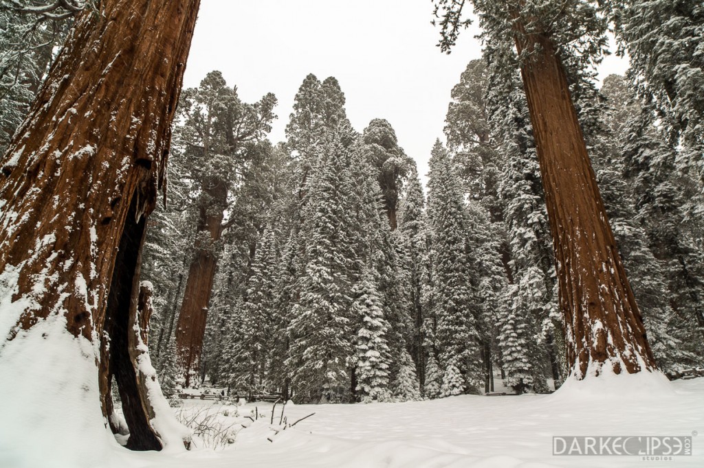 SEQUOIA NATIONAL PARK MORNING SNOW-7936