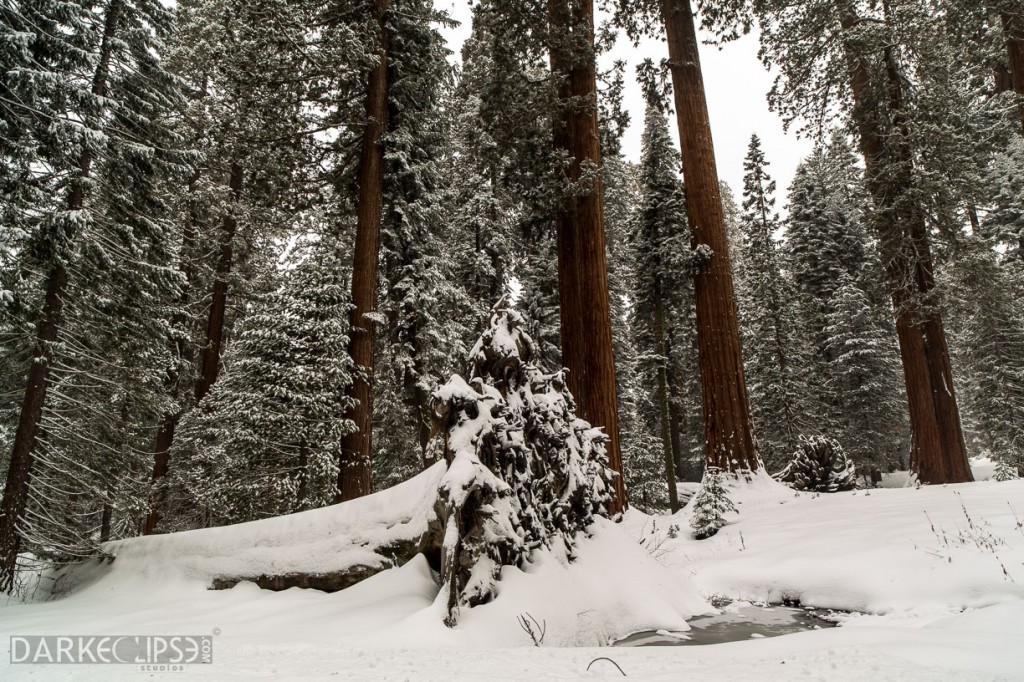 SEQUOIA NATIONAL PARK MORNING SNOW-7961