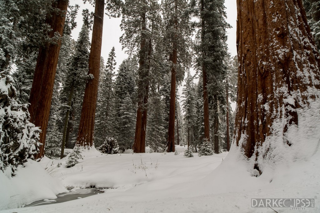 SEQUOIA NATIONAL PARK MORNING SNOW-7964